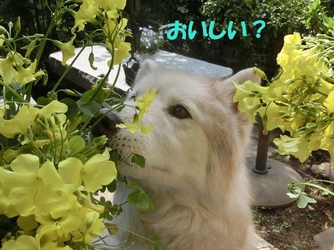 CIMG9388 - コピー