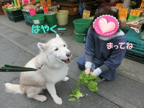 CIMG8813 - コピー