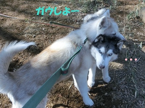 CIMG8677 - コピー