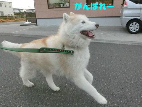 BlogPaint