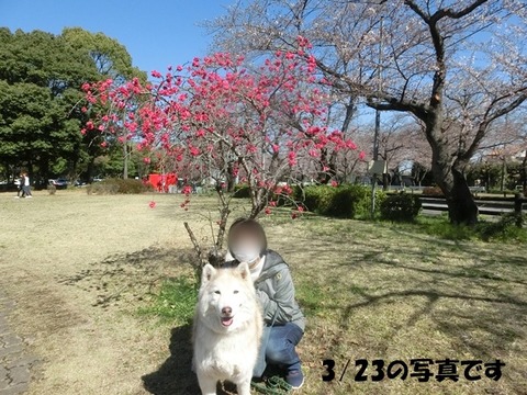 CIMG9182 - コピー