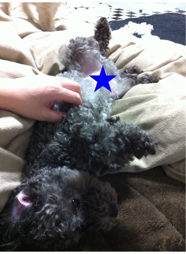 ぼくたちトイプードル 秋田犬ロジャーの暇つぶし ぼくたちトイプードル 秋田犬ロジャーの暇つぶし