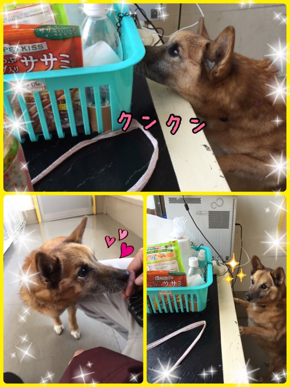2月23日 老犬介護犬ホーム ミーblog 2月23日 老犬介護犬ホーム ミーblog