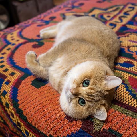 顔でかい猫の可愛さは異常ｗｗ わんニャンざんまいの広場