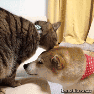 可愛い犬のgifがほしい わんニャンざんまいの広場
