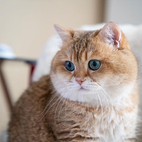 顔でかい猫の可愛さは異常ｗｗ」 : わんニャンざんまいの広場