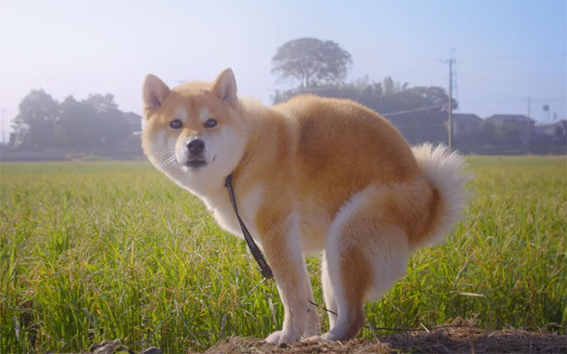 なんでイッヌってウ チする時に申し訳なさそうな顔するの わんニャンざんまいの広場