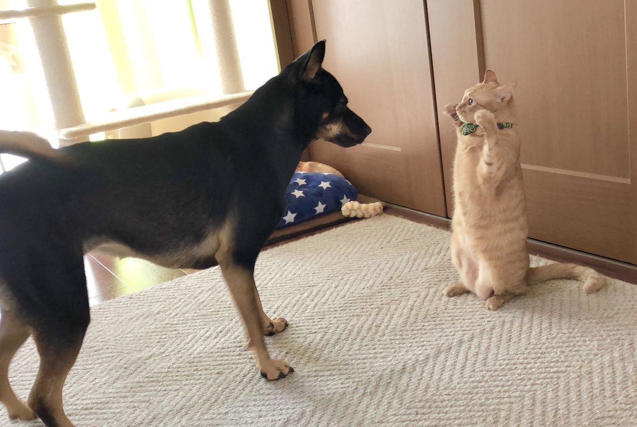 イッヌ Vs ネッコｗｗｗ わんニャンざんまいの広場