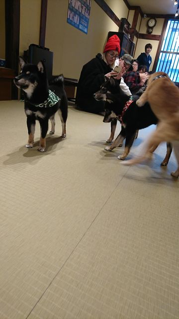 日本スピッツとかいう犬可愛すぎて草 わんニャンざんまいの広場