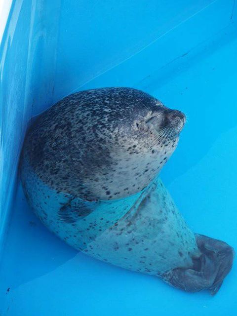 うちの犬ッピ耳隠したらアザラシに似てる わんニャンざんまいの広場 うちの犬ッピ耳隠したらアザラシに似てる わんニャンざんまいの広場