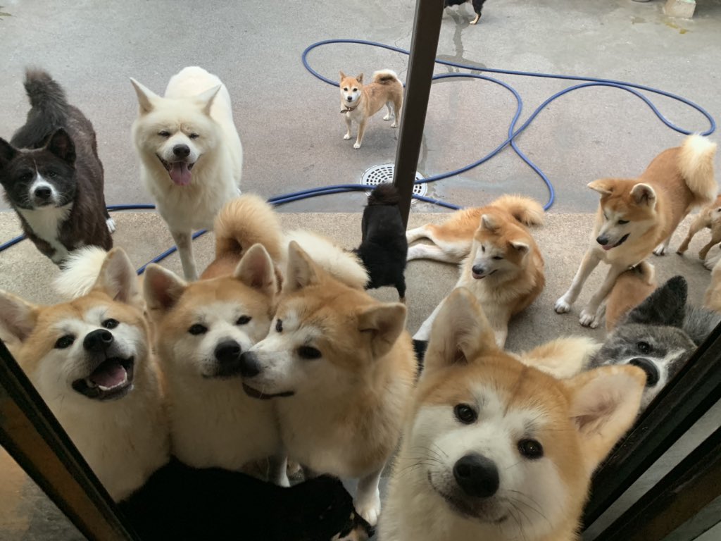 秋田犬と柴犬の違い わんニャンざんまいの広場