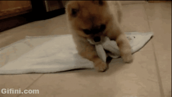 可愛い犬猫gifください わんニャンざんまいの広場 可愛い犬猫gifください わんニャンざんまいの広場