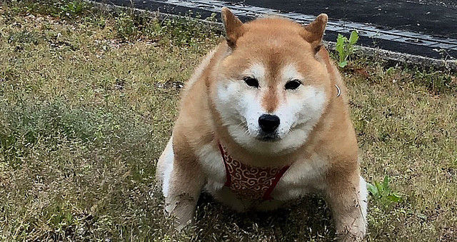 イーヌシリーズに新しい仲間加わる わんニャンざんまいの広場