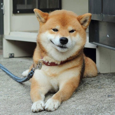 柴犬って性格悪いってほんと わんニャンざんまいの広場 柴犬って性格悪いってほんと わんニャンざんまいの広場