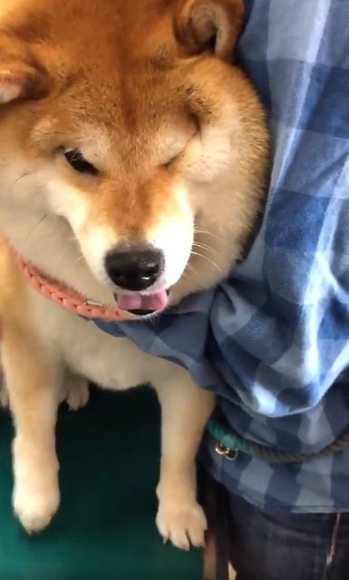 イッヌ 注射されるあかんあかんあかんあかん わんニャンざんまいの広場 イッヌ 注射されるあかんあかんあかんあかん わんニャンざんまいの広場