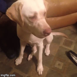 ワイ イライラするわ 犬のgifでも見るか わんニャンざんまいの広場 ワイ イライラするわ 犬のgifでも見るか わんニャンざんまいの広場