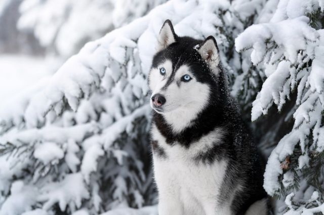 シベリアンハスキーとかいう かっこいい かわいい かしこそう と三拍子揃った犬 わんニャンざんまいの広場