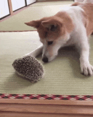 可愛い犬猫gifください わんニャンざんまいの広場 可愛い犬猫gifください わんニャンざんまいの広場