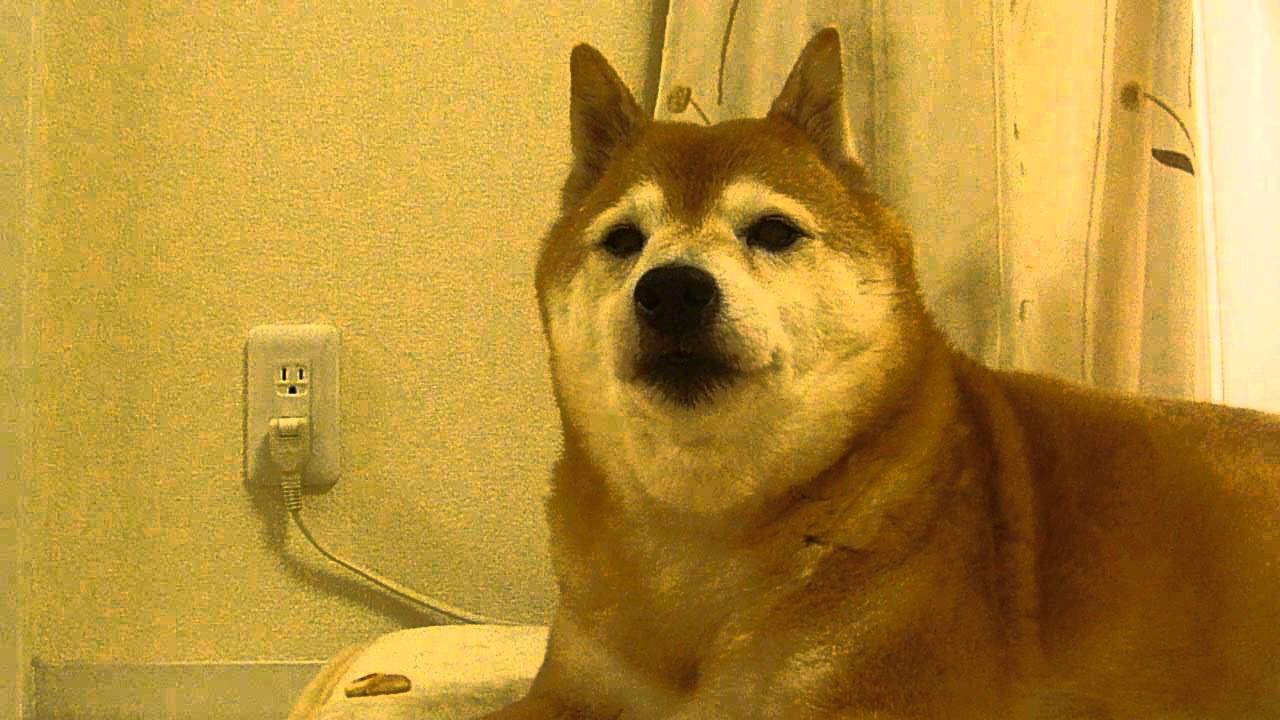 「犬野郎、自分の要求が通らないとﾋﾝﾋﾝﾋﾝ声だして憐れさを演出してくる」