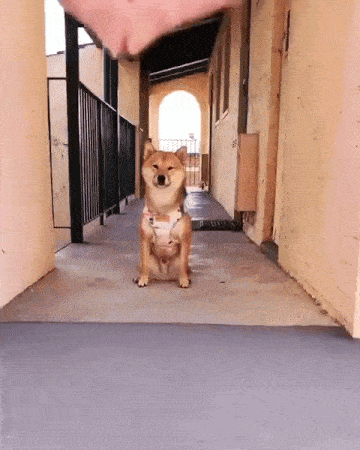 可愛い犬のgifがほしい わんニャンざんまいの広場 可愛い犬のgifがほしい わんニャンざんまいの広場