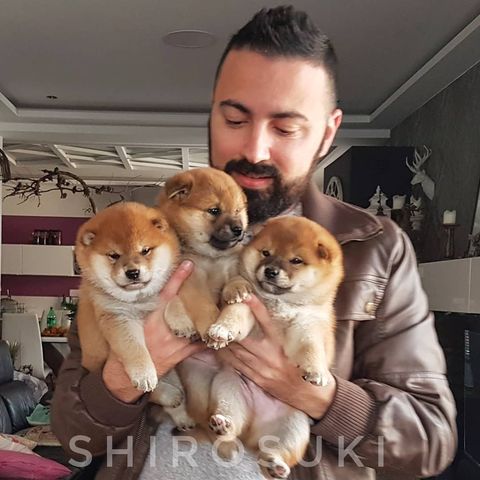 人カス イッヌもふもふンゴ わんニャンざんまいの広場 人カス イッヌもふもふンゴ わんニャンざんまいの広場