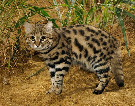 世界最強の猫 クロアシネコ がガチで怖すぎると話題に わんニャンざんまいの広場 世界最強の猫 クロアシネコ がガチで怖すぎると話題に わんニャンざんまいの広場