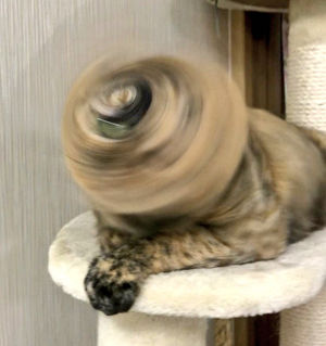 「たつまきーヌ、発見される」