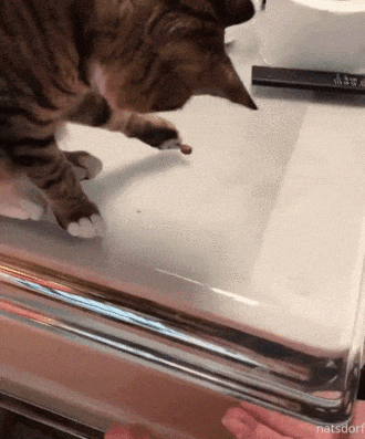 2匹の猫が高速の猫パンチで叩き合ってるgif探してんだけど わんニャンざんまいの広場 2匹の猫が高速の猫パンチで叩き合ってるgif探してんだけど わんニャンざんまいの広場