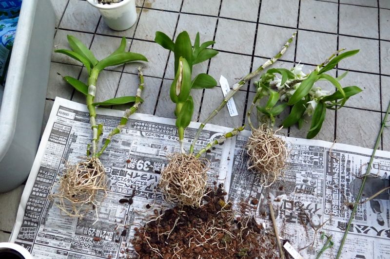 方 デンドロビウム 育て