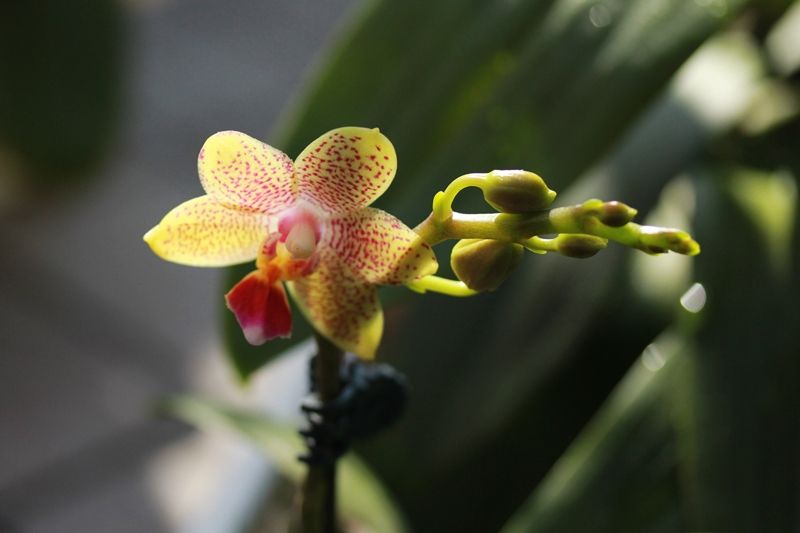 大輪胡蝶蘭 花芽枝分かれ はるうらら