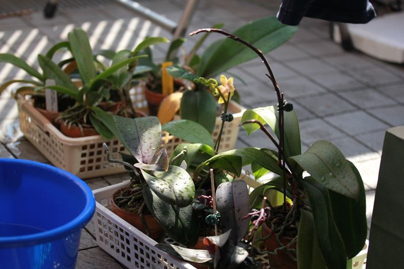 大輪胡蝶蘭 花芽枝分かれ はるうらら