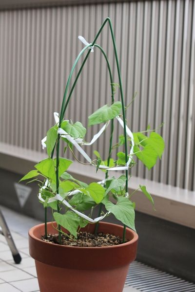 折れたっ 怒 はるうらら