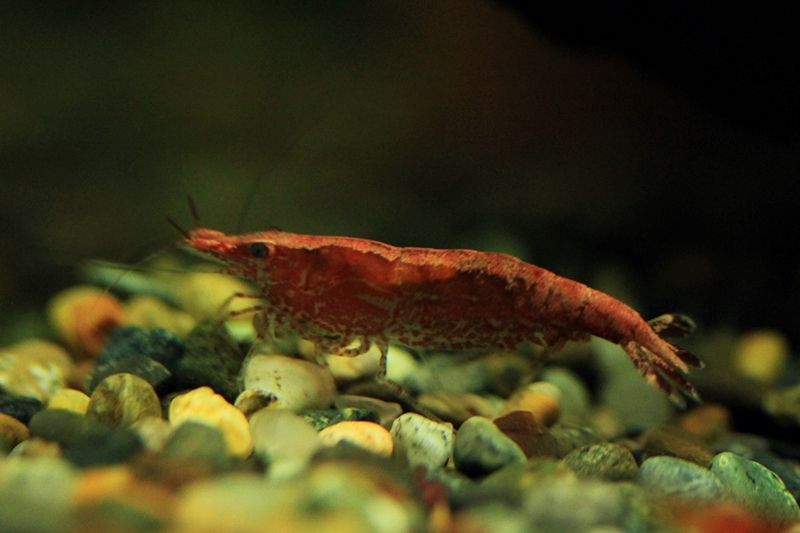 魚年の年賀状 はるうらら 魚年の年賀状 はるうらら
