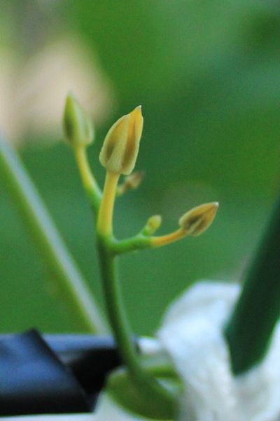 朝顔 青開花 はるうらら