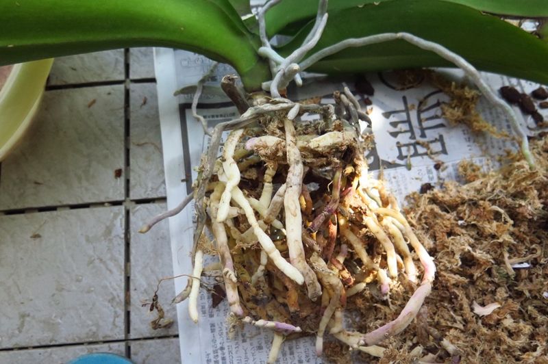胡蝶蘭植え替え はるうらら 胡蝶蘭植え替え はるうらら