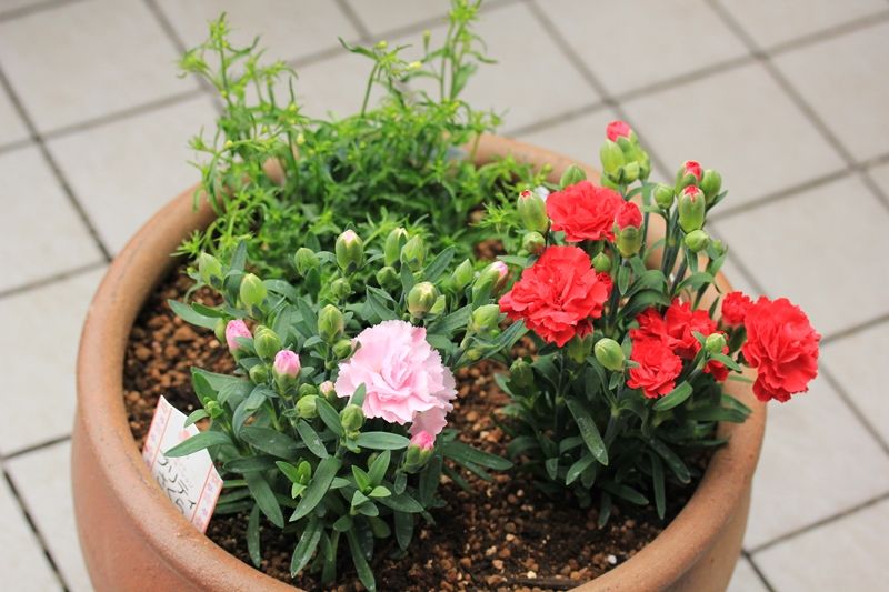 カーネーション植え付け はるうらら