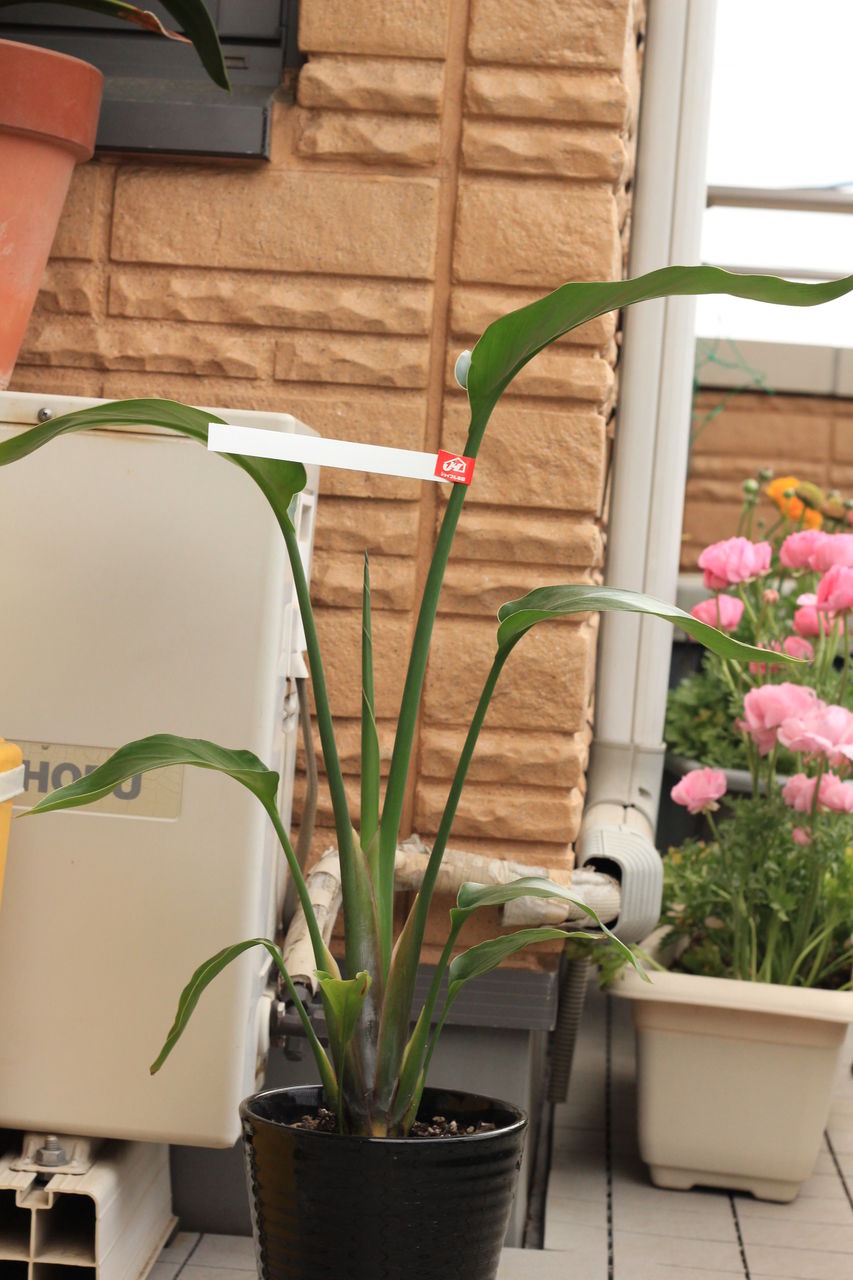 ストレリチア植え替え はるうらら ストレリチア植え替え はるうらら