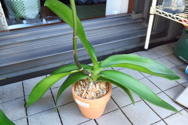 胡蝶蘭 ぐったり はるうらら 胡蝶蘭 ぐったり はるうらら