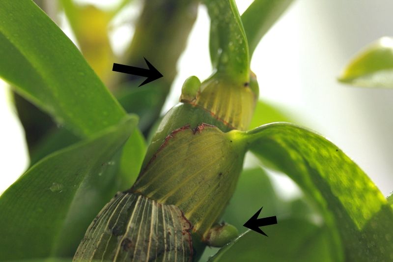 デンドロビウム 花芽 高芽 はるうらら