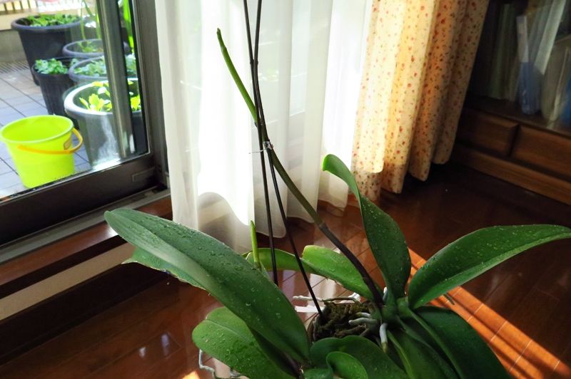 胡蝶蘭の花芽も順調です はるうらら