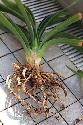 クンシラン植え替え はるうらら クンシラン植え替え はるうらら