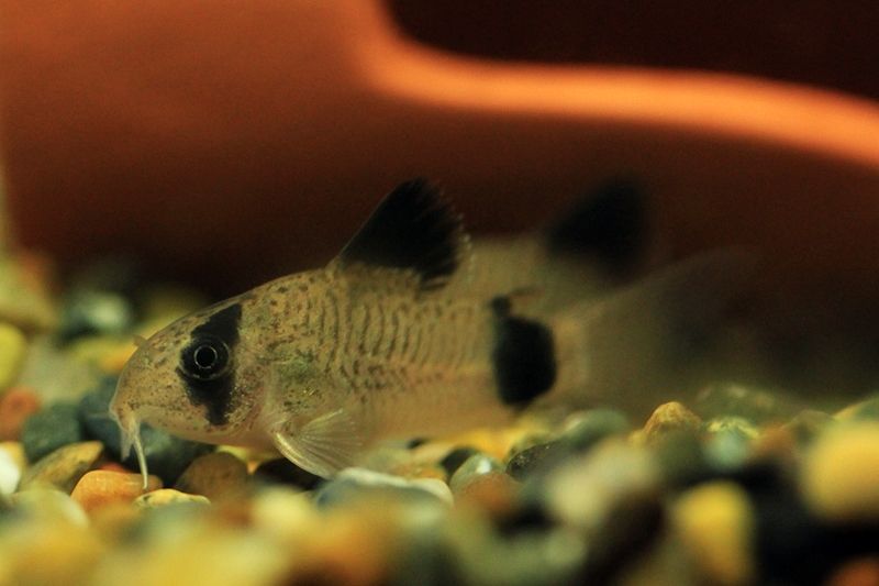 魚年の年賀状 はるうらら 魚年の年賀状 はるうらら