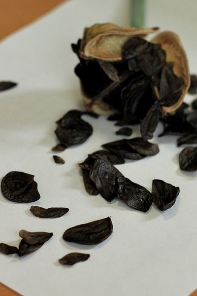 種からアマリリス13 始動 はるうらら