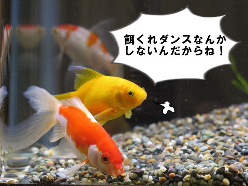 ツンデレ金魚 はるうらら