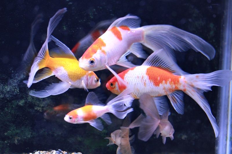久々の金魚 はるうらら