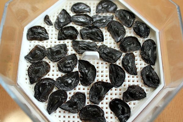 種からアマリリス 発芽のダンス はるうらら