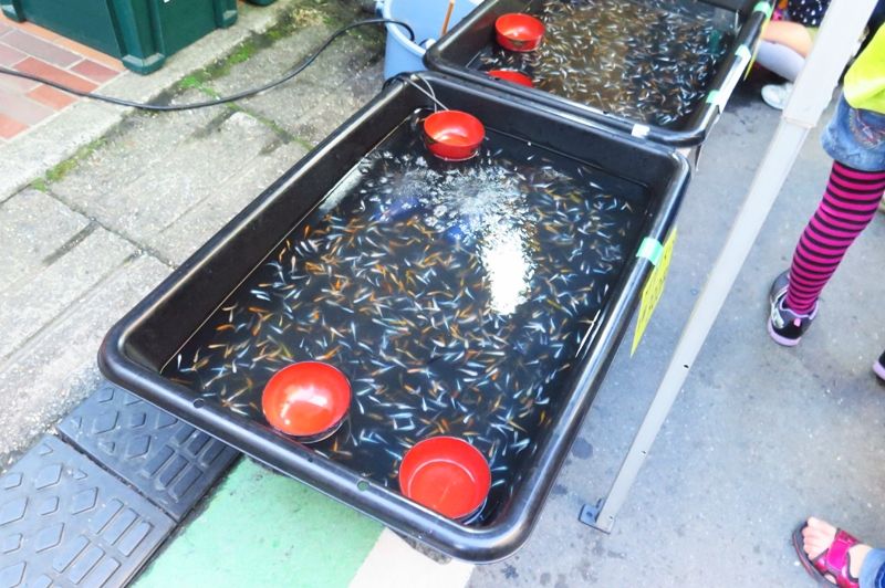 めだかすくいのめだか はるうらら