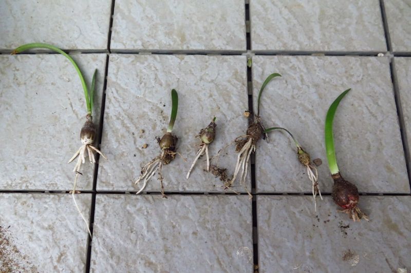 種からアマリリス３年目始動 はるうらら