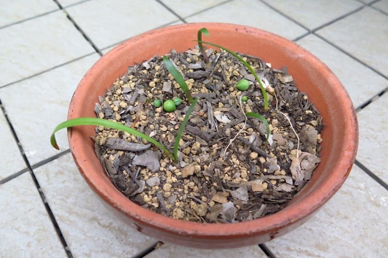 種からアマリリス３年目始動 はるうらら