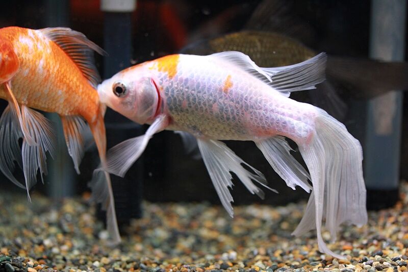 新入り金魚 四つ尾ブリストルもどき はるうらら 新入り金魚 四つ尾ブリストルもどき はるうらら